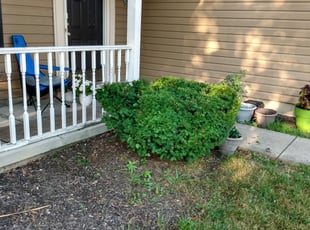 Bush Trimming by Randy Graham for Arbredella A. in Indianapolis, IN