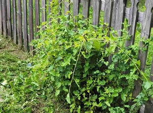 Bush Trimming by Taevoz Douglas for Liz K. in Severn, MD