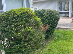 Bush Trimming by Lori Beach for Walter L. in Syracuse, NY