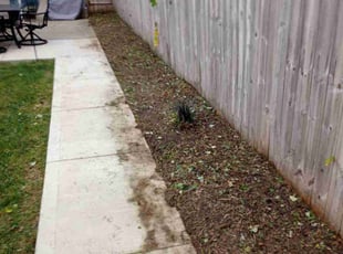 Cleanups by Jason Skeens for Bailey P. in Columbus, OH