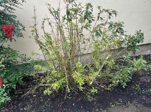 Bush Trimming by Brian Sky for Karen L. in San Antonio, TX
