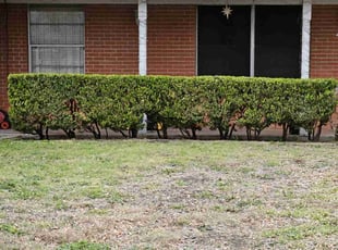 Bush Trimming by Chais Dixon for Jennifer Z. in San Antonio, TX