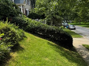 Bush Trimming by J Villagran for Parthenia p. in Silver Spring, MD
