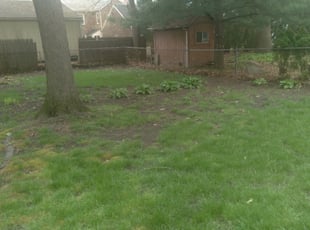 Leaf Removal by Thomas Swert for Mike K. in Toledo, OH