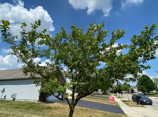 Bush Trimming by Bobby Watt for Donny S. in Galloway, OH