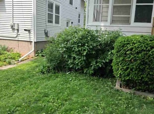 Bush Trimming by Kevin Rhyne for Tim W. in Madison, WI