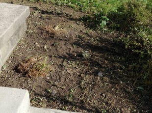 Weeding by Alex Douglas for CeCe B. in Dublin, OH