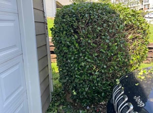 Bush Trimming by Jonathan Clark for Thang L. in Lawrenceville, GA