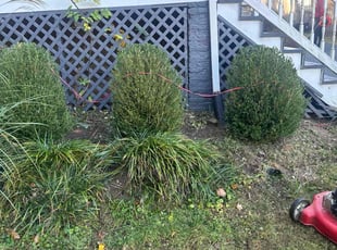 Bush Trimming by Vitaly Richards for Nick H. in Phoenix, MD