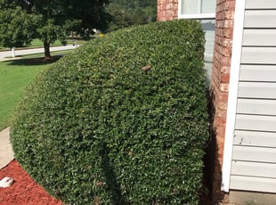 Mulching by Rickey McCoy for Jeranise J. in Ellenwood, GA