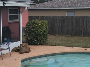 Bush Trimming by Ramona Lara for S. in Brandon, FL