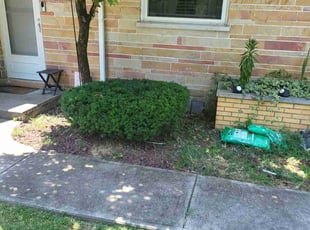 Bush Trimming by Nicholas Weber for Arlene P. in Cincinnati, OH