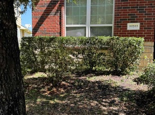 Bush Trimming by Flor Rodas for Chelsea A. in Humble, Te