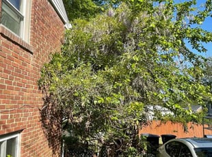 Bush Trimming by Fidel Rodriguez for Maria B. in Arlington, VA