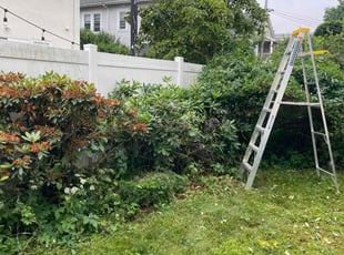 Bush Trimming by Chase Watson for Tom R. in Belmont, MA