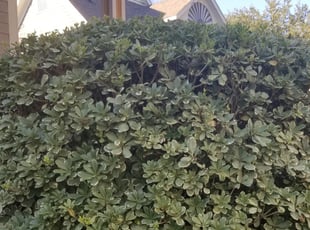 Bush Trimming by Rolando Callejas for Allison S. in Houston, TX