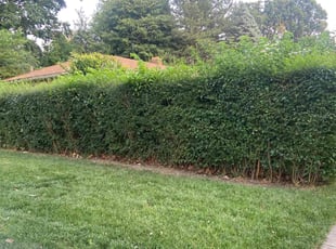 Bush Trimming by Ricardo Binyard Jr for Jay C. in Oak Park, MI