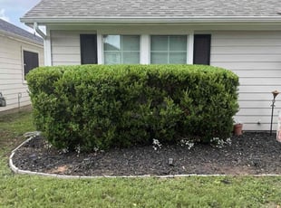 Weeding by Danny Blanco for Jack E. in Katy, TX