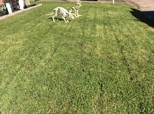 Leaf Removal by Robert Lopez-Maxson for Amy F. in Houston, TX