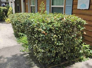 Bush Trimming by Robert Williams for Annelise L. in Jacksonville, FL