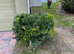 Bush Trimming by Joseph Pereira for Ronald T. in Kissimmee, FL