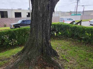Bush Trimming by Aaron Coleman for Jessica G. in Richmond, VA