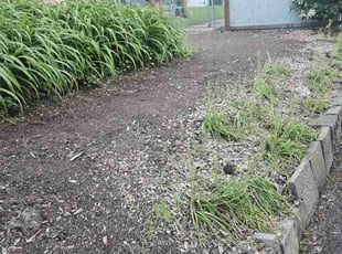 Weeding by Shannon Schwittau for Megan B. in Tigard, OR