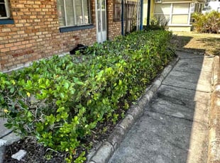 Bush Trimming by Diego Banda for Donna S. in Tampa, FL