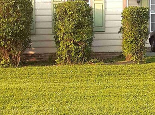 Bush Trimming by Christopher Hunter for Jody W. in Monroe, NC