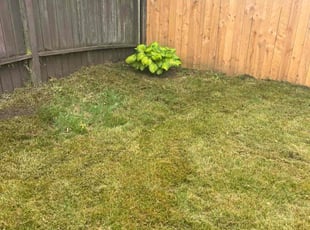 Weeding by Leo May for Angel D. in Federal Way, WA