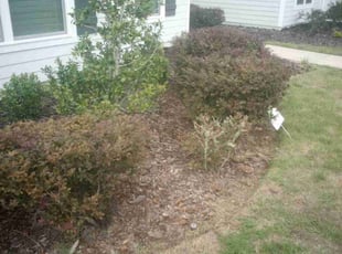 Weeding by Joshua Harris for John M. in Gainesville, FL