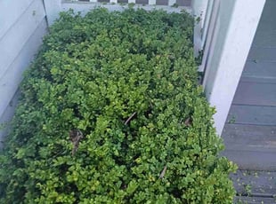 Bush Trimming by Robert Martin for Lorae H. in Mukilteo, WA