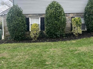 Bush Trimming by William Peterson for Kristen H. in Cherry Hill Township, NJ