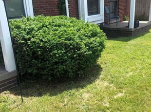 Bush Trimming by Aaron Kimbrough for Preangie K. in Detroit, MI