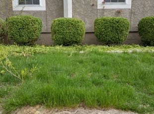 Bush Trimming by Christopher Johnson for Sara K. in Kansas City, KS