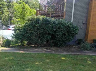 Bush Trimming by Justin Shugrue for Adam G. in Nashville, TN