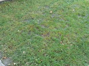 Leaf Removal by Virgil Smith for Patti K. in Wheeling, IL