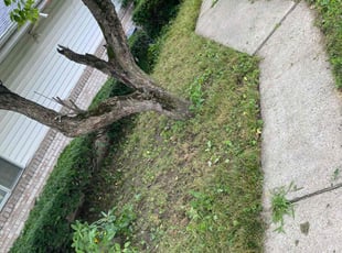 Bush Trimming by Darius Malone for Casey N. in Toledo, OH