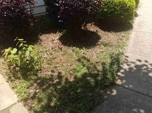 Weeding by Enrique Juarez for Melissa O. in Woodstock, GA