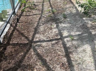 Leaf Removal by Patrick Paul for Lackesha W. in Minneola, FL