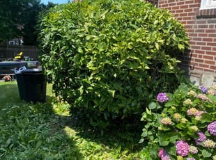 Bush Trimming by Jhon Reyes for Juan Roberto A. in Philadelphia, PA
