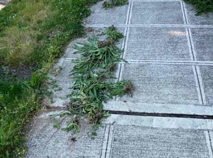 Weeding by Aurel Hung Ngo for Pamela S. in Seattle, WA