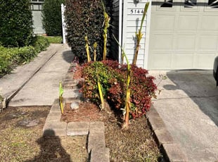 Bush Trimming by Casey Bryant for Areon M. in Virginia Beach, VA