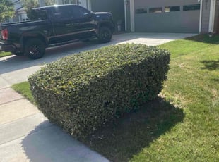 Bush Trimming by Rosa Reyes for Michael T. in Austin, TX