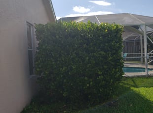 Bush Trimming by Dustin Yaklin for Charles T. in Coral Springs, FL