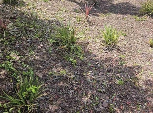 Bush Trimming by Juan Rodriguez for Ken T. in Sacramento, CA