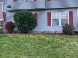 Bush Trimming by Ruben Fox for Luis D. in Bristol, CT