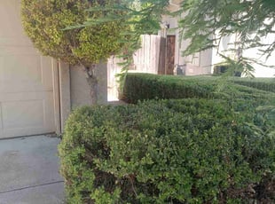 Bush Trimming by Thomas Hancock for Eric R. in Stockton, CA