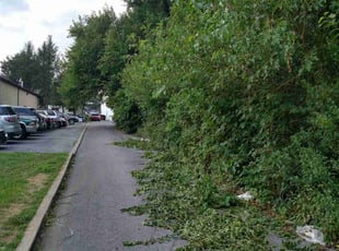 Bush Trimming by Waylon Drey for Allison M. in Allentown, PA