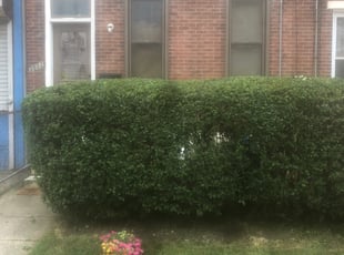 Bush Trimming by Darren Burch for Jo W. in Philadelphia, PA